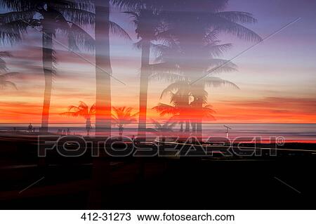 Silhouetted palm trees and dramatic sunset over ocean, Broome, Australia View Large Photo Image Stock Image - Silhouetted palm trees and dramatic sunset over ocean, Broome, Australia. Fotosearch