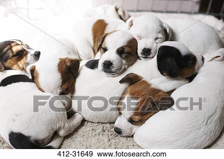 Stock Photo - Sleeping puppies on top of each other. Fotosearch