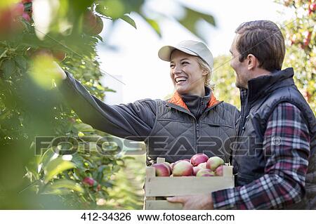 Smiling farmers harvesting apples in orchard View Large Photo Image Stock Photograph - Smiling farmers harvesting apples in orchard. Fotosearch