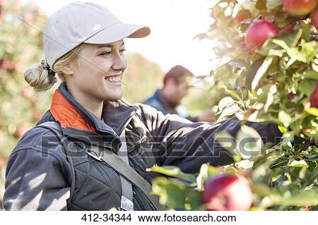 Picture - Smiling female farmer harvesting apples in orchard. Fotosearch