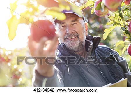 Stock Image - Smiling male farmer harvesting apples in sunny orchard. Fotosearch
