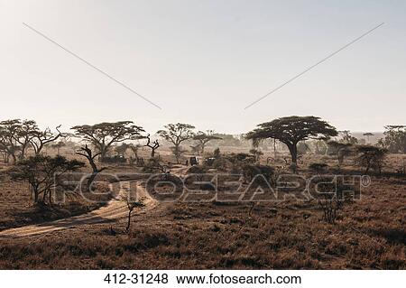 Trees and dirt road in tranquil sunny desert, Serengeti, Tanzania View Large Photo Image Stock Photo - Trees and dirt road in tranquil sunny desert, Serengeti, Tanzania. Fotosearch