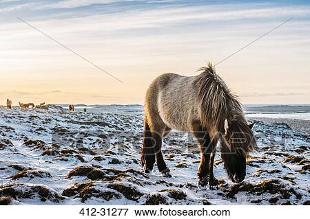 Stock Photo - Wild horse grazing in snow covered landscape, Hofn, Iceland. Fotosearch