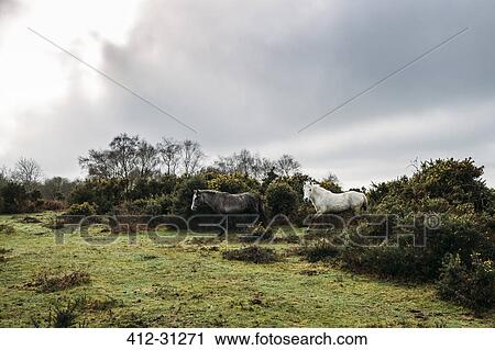 Wild horses walking through bushes into field, New Forest, United Kingdom View Large Photo Image Stock Image - Wild horses walking through bushes into field, New Forest, United Kingdom. Fotosearch