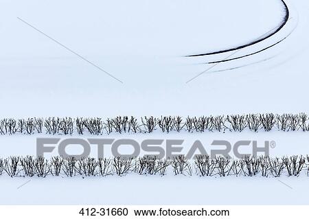 Winter branches in snow covered landscape View Large Photo Image Stock Image - Winter branches in snow covered landscape. Fotosearch