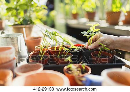 Woman potting plants in greenhouse View Large Photo Image Stock Photo - Woman potting plants in greenhouse. Fotosearch