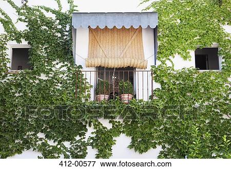 Ivy growing on wall around balcony View Large Photo Image Stock Photo - Ivy growing on wall around balcony. Fotosearch