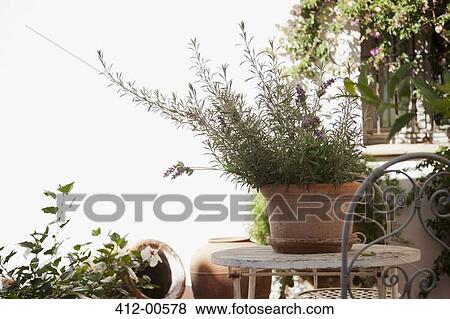 Lavender growing in clay pot View Large Photo Image Stock Photo - Lavender growing in clay pot. Fotosearch