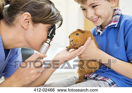 Boy holding guinea pig in vet examination View Large Photo Image Stock Photograph - Boy holding guinea pig in vet examination. Fotosearch