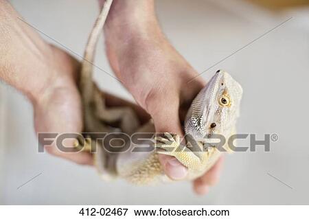 Stock Photo - Close up of vet holding lizard. Fotosearch