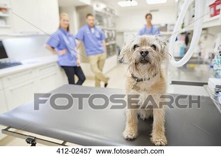 Stock Photo - Dog sitting on table in vet's surgery. Fotosearch