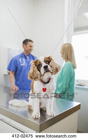 Dog sitting on table in vet's surgery View Large Photo Image Stock Photography - Dog sitting on table in vet's surgery. Fotosearch