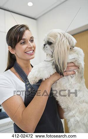 Stock Image - Groomer holding dog in office. Fotosearch
