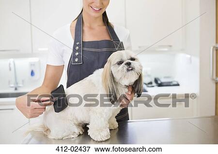 Groomer working on dog in office View Large Photo Image Stock Photo - Groomer working on dog in office. Fotosearch
