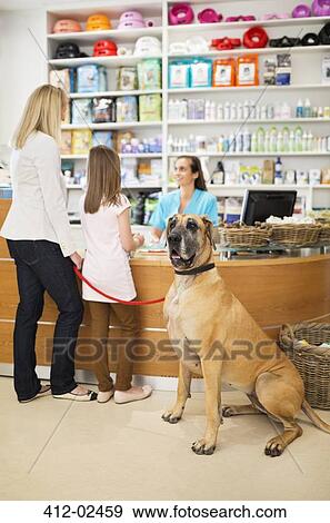 Owners bringing dog to vet's surgery View Large Photo Image Stock Photo - Owners bringing dog to vet's surgery. Fotosearch