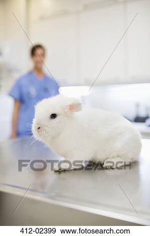 Rabbit sitting on table in vet's surgery View Large Photo Image Stock Photo - Rabbit sitting on table in vet's surgery. Fotosearch