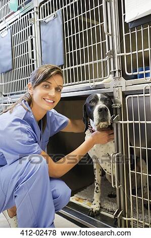 Smiling vet placing dog in kennel View Large Photo Image Stock Photo - Smiling vet placing dog in kennel. Fotosearch
