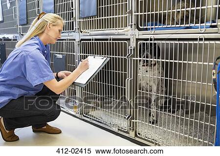 Vet checking dogs in kennel View Large Photo Image Stock Photography - Vet checking dogs in kennel. Fotosearch