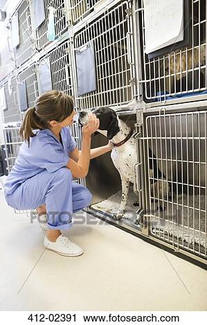 putting dog in kennel