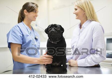 Veterinarian and owner discussing dog in vet's surgery View Large Photo Image Stock Image - Veterinarian and owner discussing dog in vet's surgery. Fotosearch