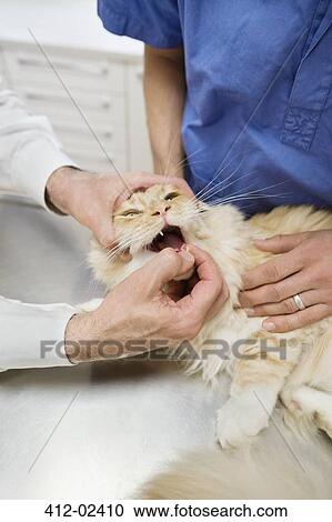 Veterinarian and owner examining cat in vet's surgery View Large Photo Image Stock Image - Veterinarian and owner examining cat in vet's surgery. Fotosearch