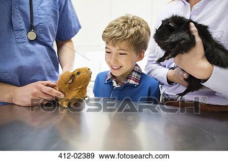 Stock Photo - Veterinarian and owner examining guinea pig in vet's surgery. Fotosearch
