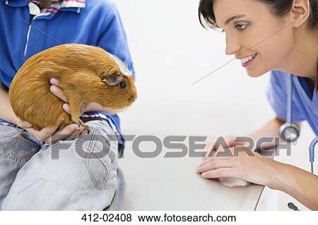 Veterinarian and owner examining guinea pig in vet's surgery View Large Photo Image Stock Photo - Veterinarian and owner examining guinea pig in vet's surgery. Fotosearch