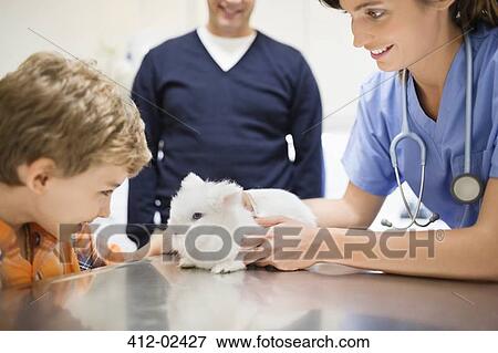 Veterinarian and owner examining rabbit in vet's surgery View Large Photo Image Stock Photo - Veterinarian and owner examining rabbit in vet's surgery. Fotosearch
