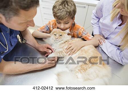 Veterinarian and owners examining cat in vet's surgery View Large Photo Image Stock Image - Veterinarian and owners examining cat in vet's surgery. Fotosearch