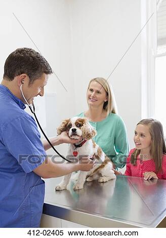 Veterinarian and owners examining dog in vet's surgery View Large Photo Image Stock Photography - Veterinarian and owners examining dog in vet's surgery. Fotosearch