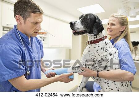 Picture - Veterinarian examining cat in vet's surger. Fotosearch