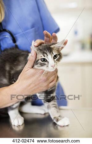 Picture - Veterinarian examining cat in vet's surgery. Fotosearch
