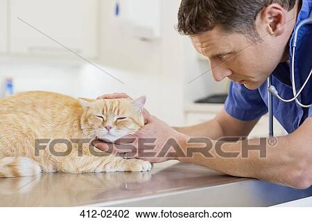 Veterinarian examining cat in vet's surgery View Large Photo Image Stock Image - Veterinarian examining cat in vet's surgery. Fotosearch