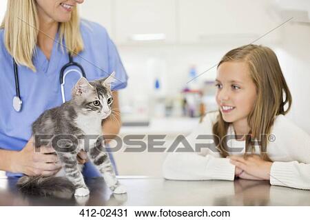 Veterinarian examining cat in vet's surgery View Large Photo Image Stock Image - Veterinarian examining cat in vet's surgery. Fotosearch