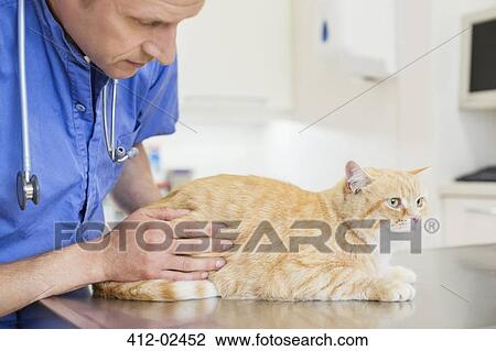 Veterinarian examining cat in vet's surger View Large Photo Image Stock Image - Veterinarian examining cat in vet's surger. Fotosearch