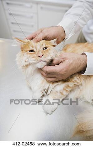 Veterinarian examining cat in vet's surger View Large Photo Image Stock Photo - Veterinarian examining cat in vet's surger. Fotosearch