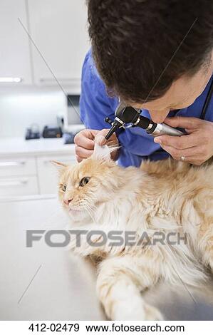 Veterinarian examining cat in vet's surgery View Large Photo Image Stock Photo - Veterinarian examining cat in vet's surgery. Fotosearch