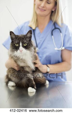 Veterinarian examining cat in vet's surgery View Large Photo Image Stock Photograph - Veterinarian examining cat in vet's surgery. Fotosearch