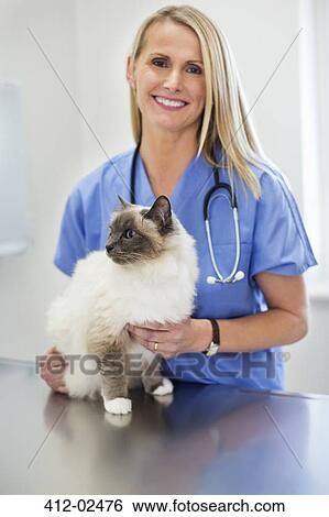 Veterinarian examining cat in vet's surgery View Large Photo Image Stock Photograph - Veterinarian examining cat in vet's surgery. Fotosearch