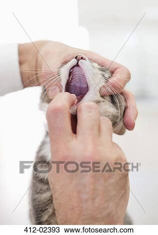 Veterinarian examining cat's mouth in vet's surgery View Large Photo Image Stock Image - Veterinarian examining cat's mouth in vet's surgery. Fotosearch