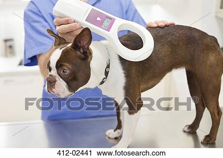 Veterinarian examining dog in vet's surgery View Large Photo Image Stock Image - Veterinarian examining dog in vet's surgery. Fotosearch