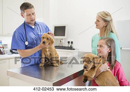 Stock Image - Veterinarian examining dog in vet's surger. Fotosearch
