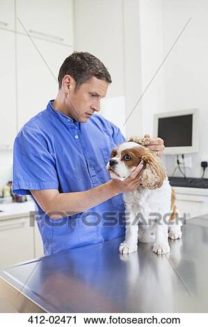 Veterinarian examining dog in vet's surgery View Large Photo Image Stock Image - Veterinarian examining dog in vet's surgery. Fotosearch