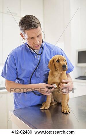 Stock Image - Veterinarian examining dog in vet's surgery. Fotosearch