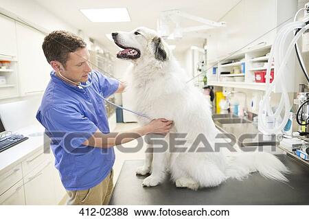 Stock Photo - Veterinarian examining dog in vet's surgery. Fotosearch