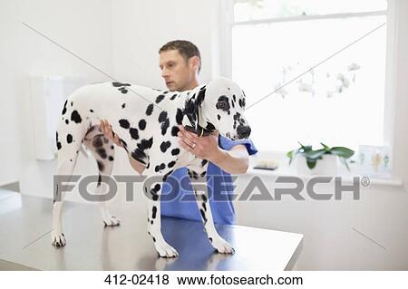 Veterinarian examining dog in vet's surgery View Large Photo Image Stock Photo - Veterinarian examining dog in vet's surgery. Fotosearch