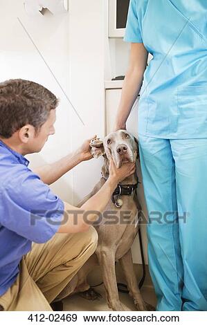 Stock Photo - Veterinarian examining dog in vet's surgery. Fotosearch