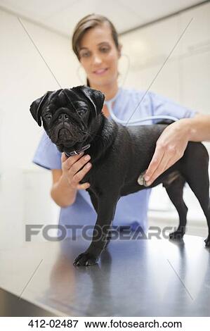Stock Photo - Veterinarian examining dog in vet's surgery. Fotosearch