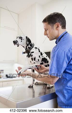 Veterinarian examining dog in vet's surgery View Large Photo Image Stock Photograph - Veterinarian examining dog in vet's surgery. Fotosearch