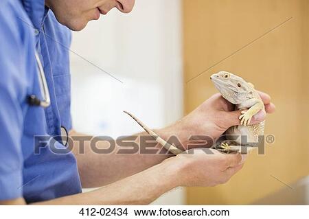 Veterinarian examining lizard in vet's surgery View Large Photo Image Picture - Veterinarian examining lizard in vet's surgery. Fotosearch